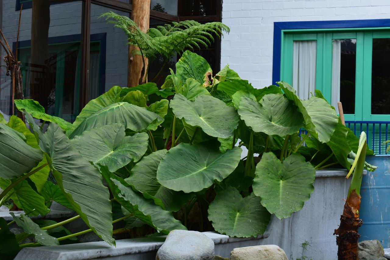 Hotel Termales El Otoño Manizales Exterior foto Xanthosoma sagittifolium
